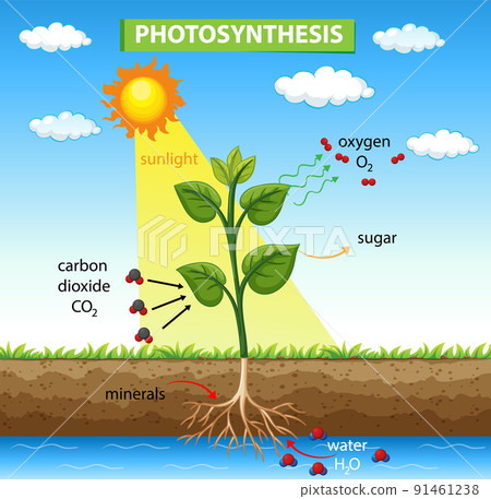 Diagram showing photosynthesis in plant 91461238