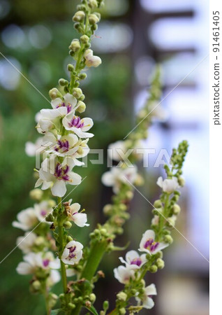 毛蕊花 毛蕊花 91461405