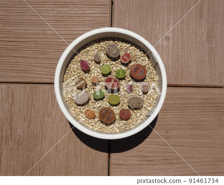 多肉植物生石花色彩艷麗的群植照片 91461734