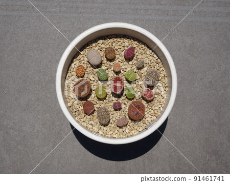 多肉植物生石花色彩艷麗的群植照片 91461741