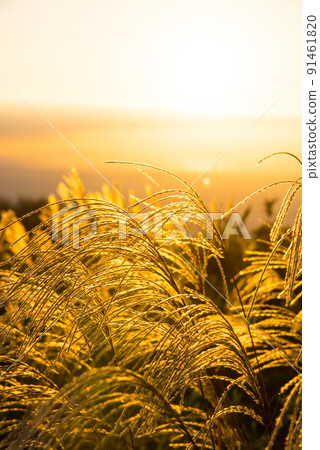 《奈良縣》葛城高原蒲葦的夜景/ 《奈良縣》葛城高原蒲葦的夜景/ 91461820