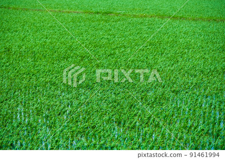 Early summer paddy fields 91461994