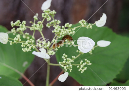 Larva of Kiriga the Shooting Star that eats squid 91462003