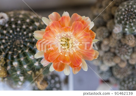 Golden barrel cactus or Echinocactus grusonii cactus 91462139