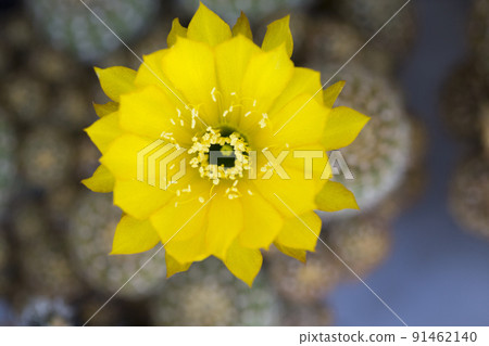 Lemon Ball cactus, Golden Ball cactus and Yellow Tower cactus Lemon Ball cactus, Golden Ball cactus and Yellow Tower cactus 91462140