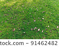 Texture Top view Nature green grass texture background 91462482