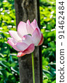 Close up pink lotus flower blossom in the garden 91462484