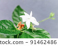 Closeup of white Jasmine flowers in the garden 91462486