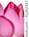 Close up pink lotus flower blossom in the garden 91462487