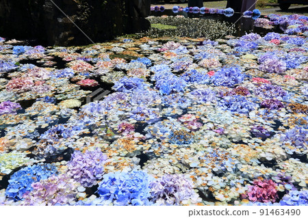 “花之寺”觀寺池中的繡球花【大阪府池田市】 91463490