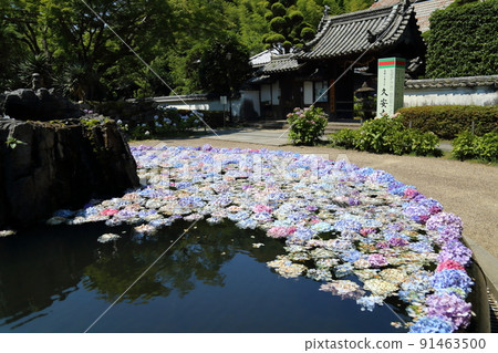 “花之寺”觀寺池中的繡球花【大阪府池田市】 “花之寺”觀寺池中的繡球花【大阪府池田市】 91463500