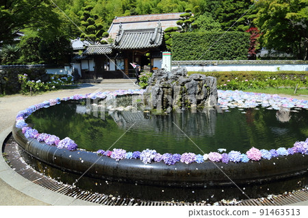 “花之寺”觀寺池中的繡球花【大阪府池田市】 91463513
