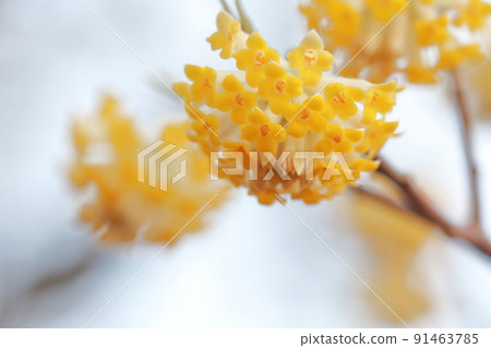 紙幣和日本紙的原料植物花（三俁） 91463785