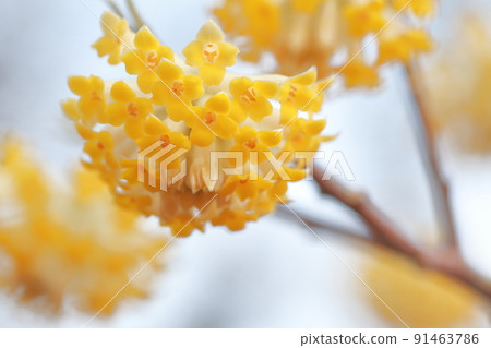 紙幣和日本紙的原料植物花(三俁) 紙幣和日本紙的原料植物花(三俁) 91463786