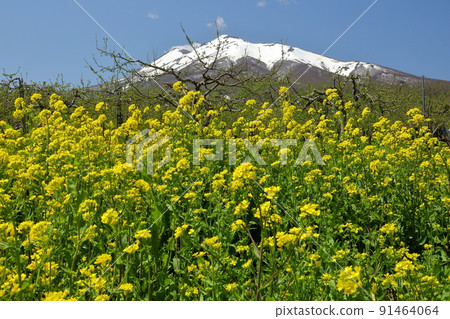青森縣弘前市彌代平岩木山環線 大山櫻項鍊 路邊油菜花和白雪皚皚的岩木山 青森縣弘前市彌代平岩木山環線 大山櫻項鍊 路邊油菜花和白雪皚皚的岩木山 91464064