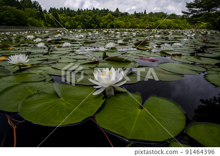 野呂山冰池中盛開的睡蓮花 野呂山冰池中盛開的睡蓮花 91464396
