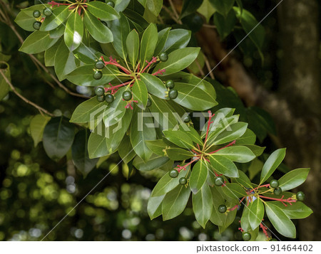 帶藍色水果的馬奇盧斯 thunbergii 91464402