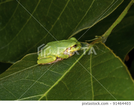 葉子上的日本樹蛙 91464403