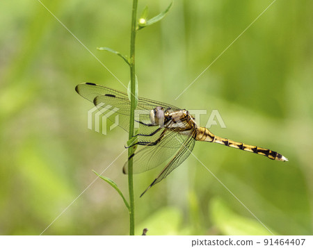 麥田蜻蜓棲息在草地上 91464407