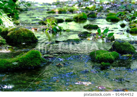 Himekawa headwaters spring water surrounded by the greenery of the forest Himekawa headwaters spring water surrounded by the greenery of the forest 91464452