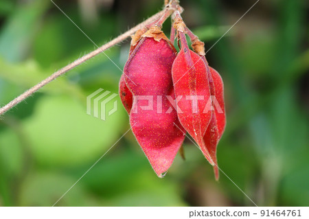 Cherry tomato beans 91464761