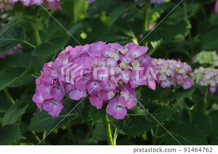 Pink and magenta hydrangea flowers blooming in Japanese parks in early summer 91464762