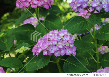 Pink and magenta hydrangea flowers blooming in Japanese parks in early summer 91464763