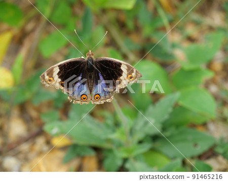 Blue Pansy Butterfly on tree with natural green background, The pattern resembles orange eyes on the black and blue and purple and yellow wing 91465216