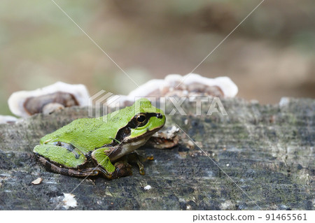 日本黑蛙 91465561