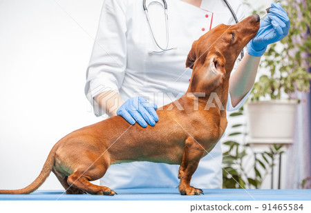 female doctor vaccinates a dachshund dog in a veterinary clinic. medicine for pets 91465584