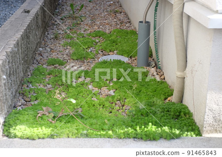 Gravel and weeds exterior Gravel and weeds exterior 91465843