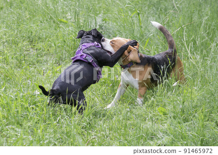 Mini staffordshire terrier, english beagle puppies Mini staffordshire terrier, english beagle puppies 91465972
