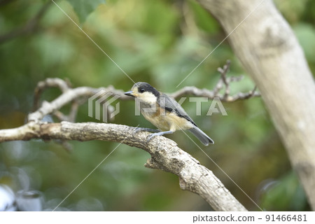 Yamagara no young bird Yamagara no young bird 91466481