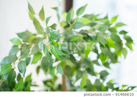 foliage plant, office, offices 91466610