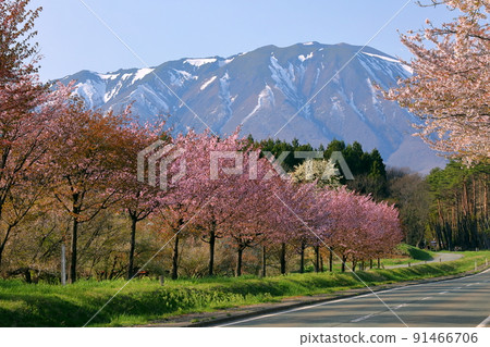 Maruyachi, Shizukuishi-cho, Iwate-gun, Iwate Prefecture A row of cherry blossom trees along the prefectural road of Koiwai Farm and Mt. Maruyachi, Shizukuishi-cho, Iwate-gun, Iwate Prefecture A row of cherry blossom trees along the prefectural road of Koiwai Farm and Mt. 91466706