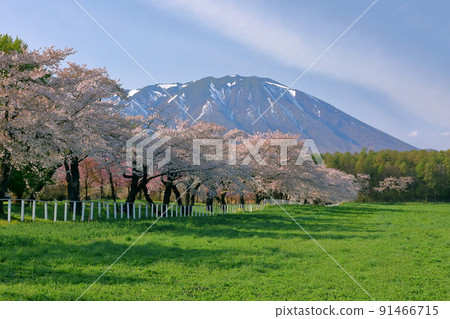 Maruyachi, Shizukuishi-cho, Iwate-gun, Iwate Prefecture A row of cherry blossom trees along the prefectural road of Koiwai Farm and Mt. Maruyachi, Shizukuishi-cho, Iwate-gun, Iwate Prefecture A row of cherry blossom trees along the prefectural road of Koiwai Farm and Mt. 91466715