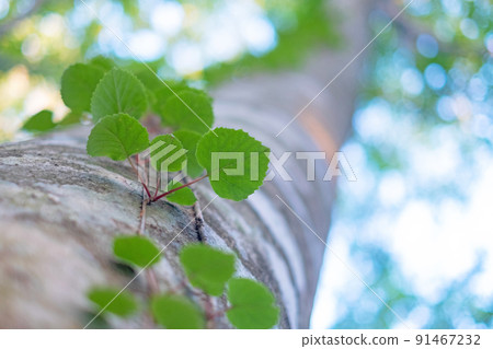 Fresh green and eco-image (Kagamiganaru Oyama) 91467232