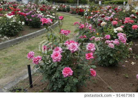 Arao City Ominous Citizen Flower Bed Rose Flower, Arao City Ominous Citizen Flower Bed Rose Flower, 91467363