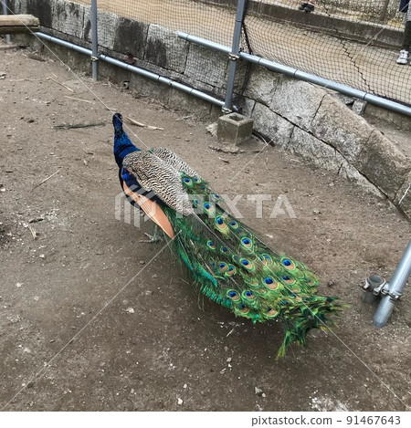 孔雀 91467643