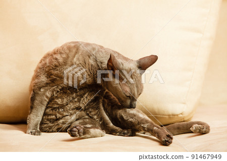 Animals at home. Egyptian mau cat 91467949