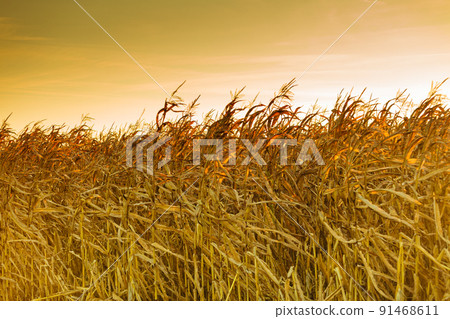 Corn field at the sunset 91468611