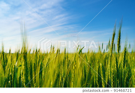 agricultural field with young green wheat sprouts, bright spring landscape on a sunny day, blue sky as background 91468721