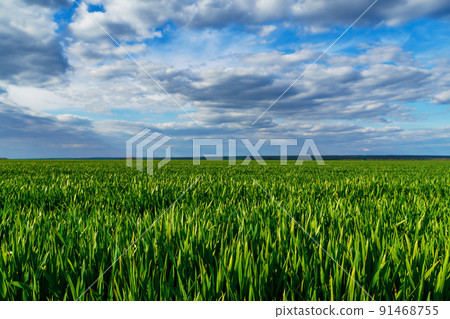agricultural field with young green wheat sprouts, bright spring landscape on a sunny day, blue sky as background agricultural field with young green wheat sprouts, bright spring landscape on a sunny day, blue sky as background 91468755