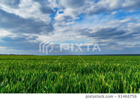 agricultural field with young green wheat sprouts, bright spring landscape on a sunny day, blue sky as background agricultural field with young green wheat sprouts, bright spring landscape on a sunny day, blue sky as background 91468756