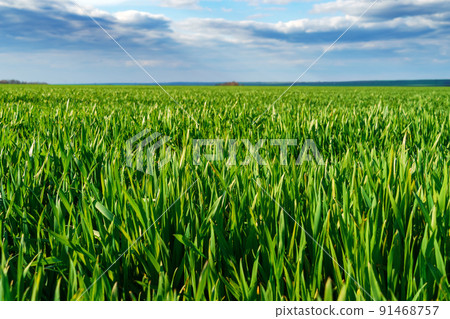 agricultural field with young green wheat sprouts, bright spring landscape on a sunny day, blue sky as background agricultural field with young green wheat sprouts, bright spring landscape on a sunny day, blue sky as background 91468757