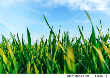 agricultural field with young green wheat sprouts, bright spring landscape on a sunny day, blue sky as background 91468761