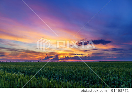 beautiful sunset landscape, an agricultural field with young green wheat sprouts beautiful sunset landscape, an agricultural field with young green wheat sprouts 91468771