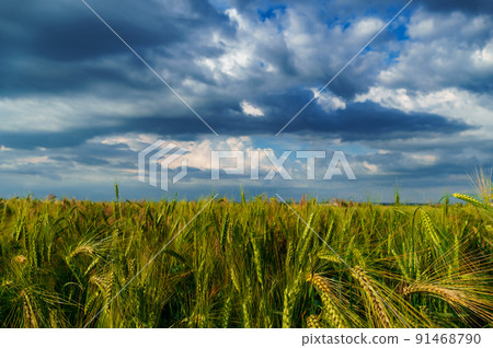 agricultural field with green wheat sprouts, dramatic spring landscape on cloudy day, overcast sky as background 91468790