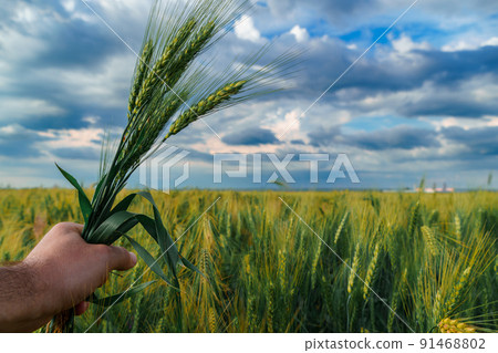 a hand with green wheat sprouts, agricultural field, dramatic spring landscape on cloudy day, overcast sky as background a hand with green wheat sprouts, agricultural field, dramatic spring landscape on cloudy day, overcast sky as background 91468802