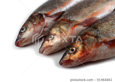 Pacific redfin isolated on white 91468861